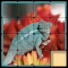 Chameleon Puzzle